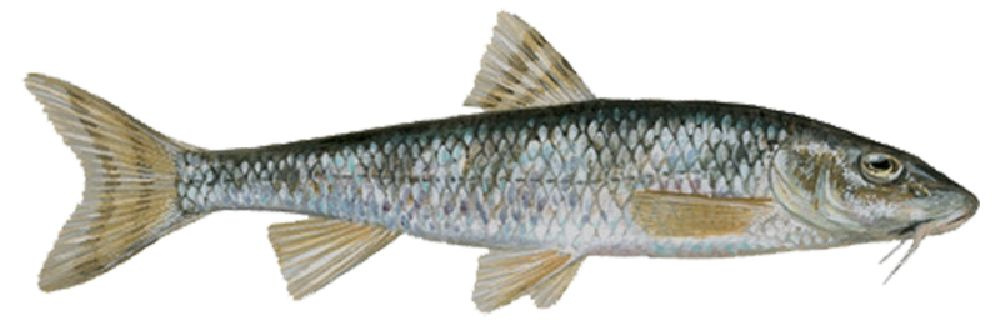 Рыбка