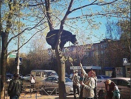 Медведь на дереве