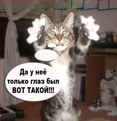 Кот